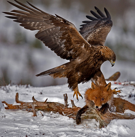 golden eagle hunting. a golden eagle to hunt a